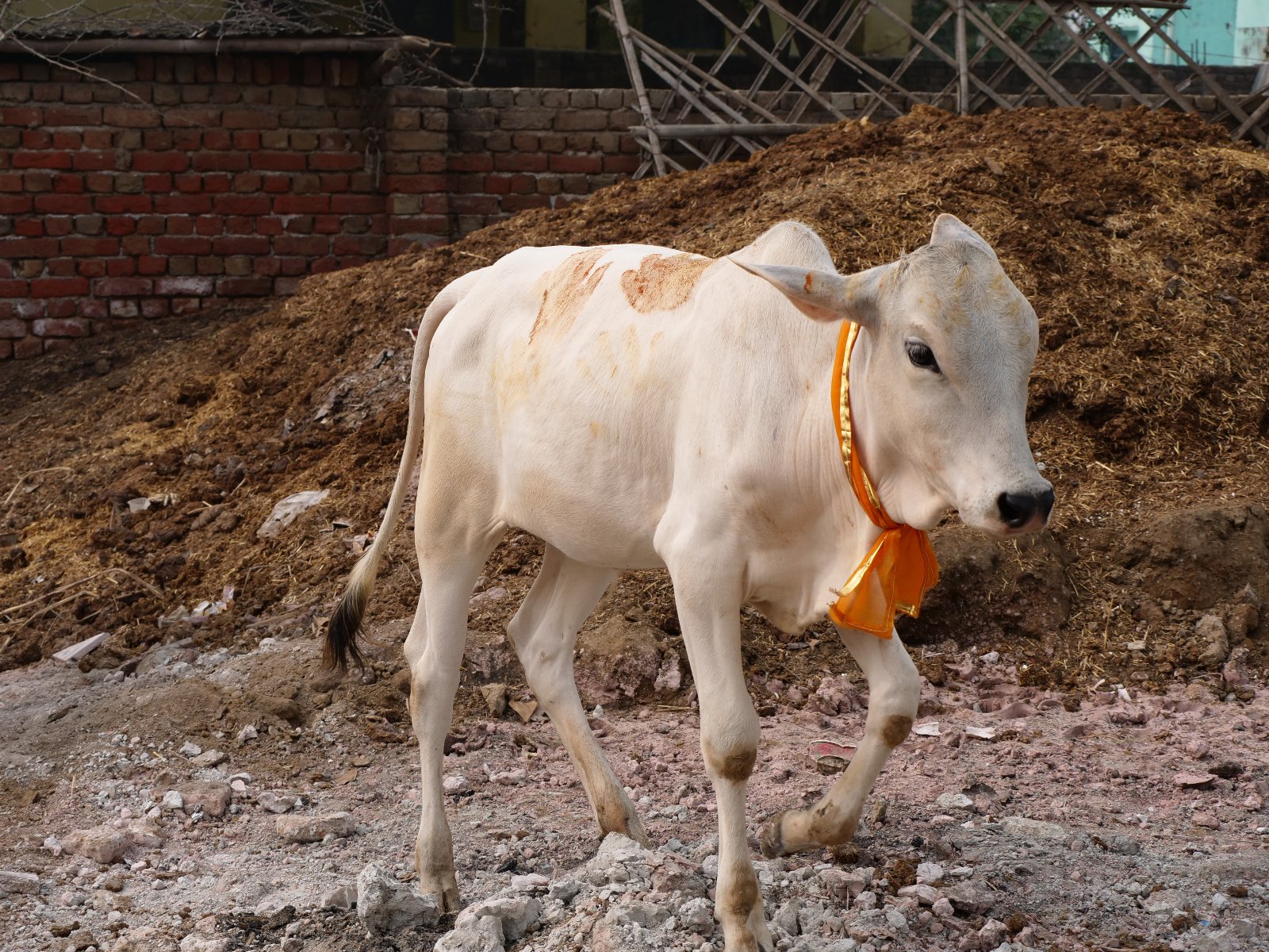  121 Gopashtami Radha kunda Govardhan 19.11.04